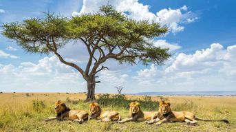 Mombasa : 3-Jours 2-Nuits Tsavo East et West Private Safari.