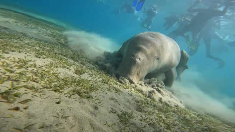 Marsa Alam : snorkeling avec les tortues et les vaches marines de Marsa Mubarak