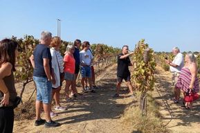 Albufeira/Vilamoura : visite d'un vignoble avec dégustation de vins et tapas