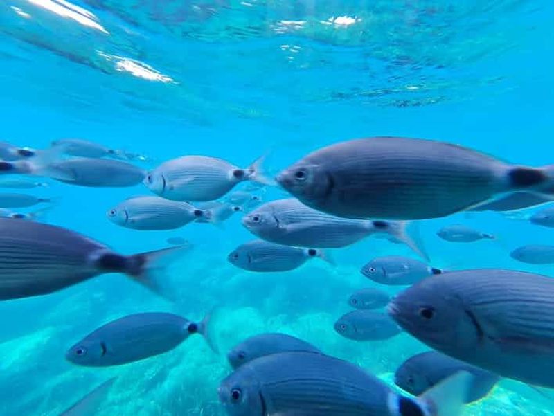 Roses : Excursion en catamaran sur la Costa Brava avec vue sous-marine