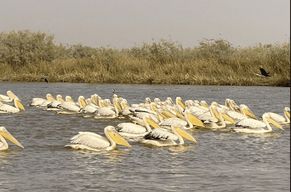 Depuis Dakar : visite de 2 jours à Saint-Louis et au parc national des oiseaux du Djoudj