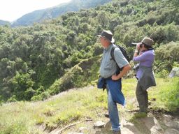 Excursion d'une journée dans les montagnes du Simien : observation de la faune et de la flore, randonnée pédestre