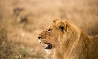 Au départ de Zanzibar : safari d'une journée dans la réserve animalière de Selous avec vol