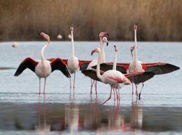 Cagliari : Visite en Segway du parc naturel de Molentargius avec café
