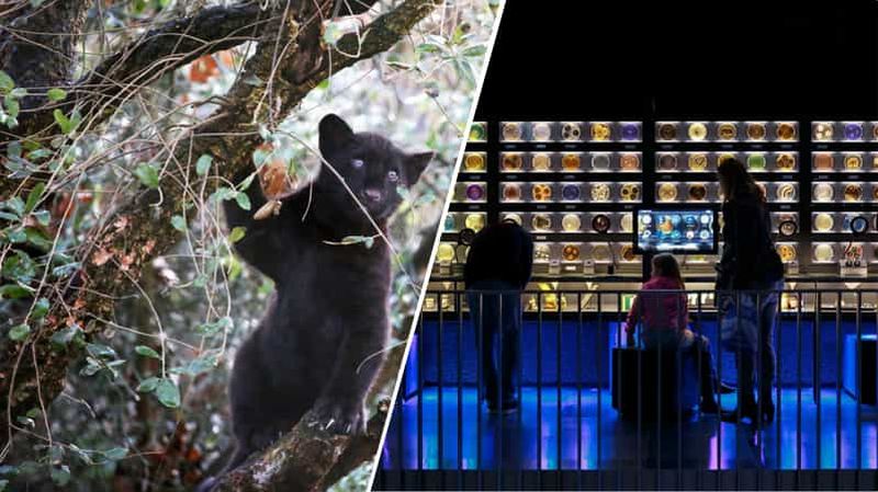 Amsterdam : Artis Royal Zoo & ARTIS-Micropia billet combiné