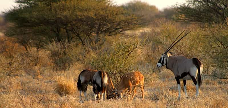 Depuis Maun : safari de 3 jours dans la réserve de Central Kalahari