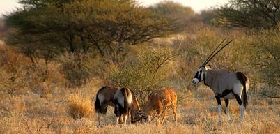Depuis Maun : safari de 3 jours dans la réserve de Central Kalahari