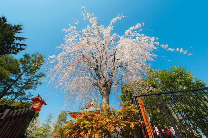 Sakura à Tokyo : L'expérience des cerisiers en fleurs
