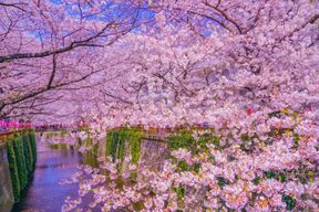 Visite à pied des cerisiers en fleurs de la rivière Sakura à Nakameguro, Tokyo