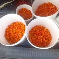 Rovaniemi : excursion de cueillette de baies avec le Laavu traditionnel