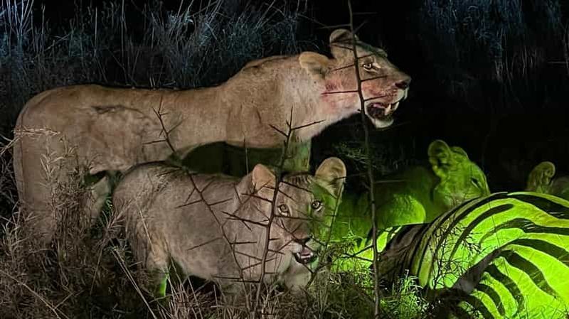 7 JOURS DE SAFARI CLASSIQUE MASAI MARA, VALLÉE DU RIFT, AMBOSELI KOKI