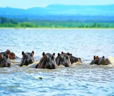 Nairobi : Safari d'observation des oiseaux de 3 jours avec le lac Bogoria