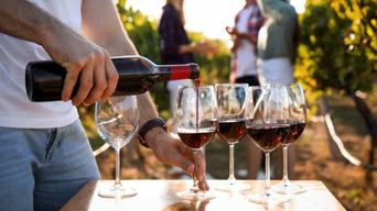 Visitez les vignobles et découvrez les vins de Bandol.