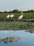 Tour en bateau à la mer Noire, Sulina