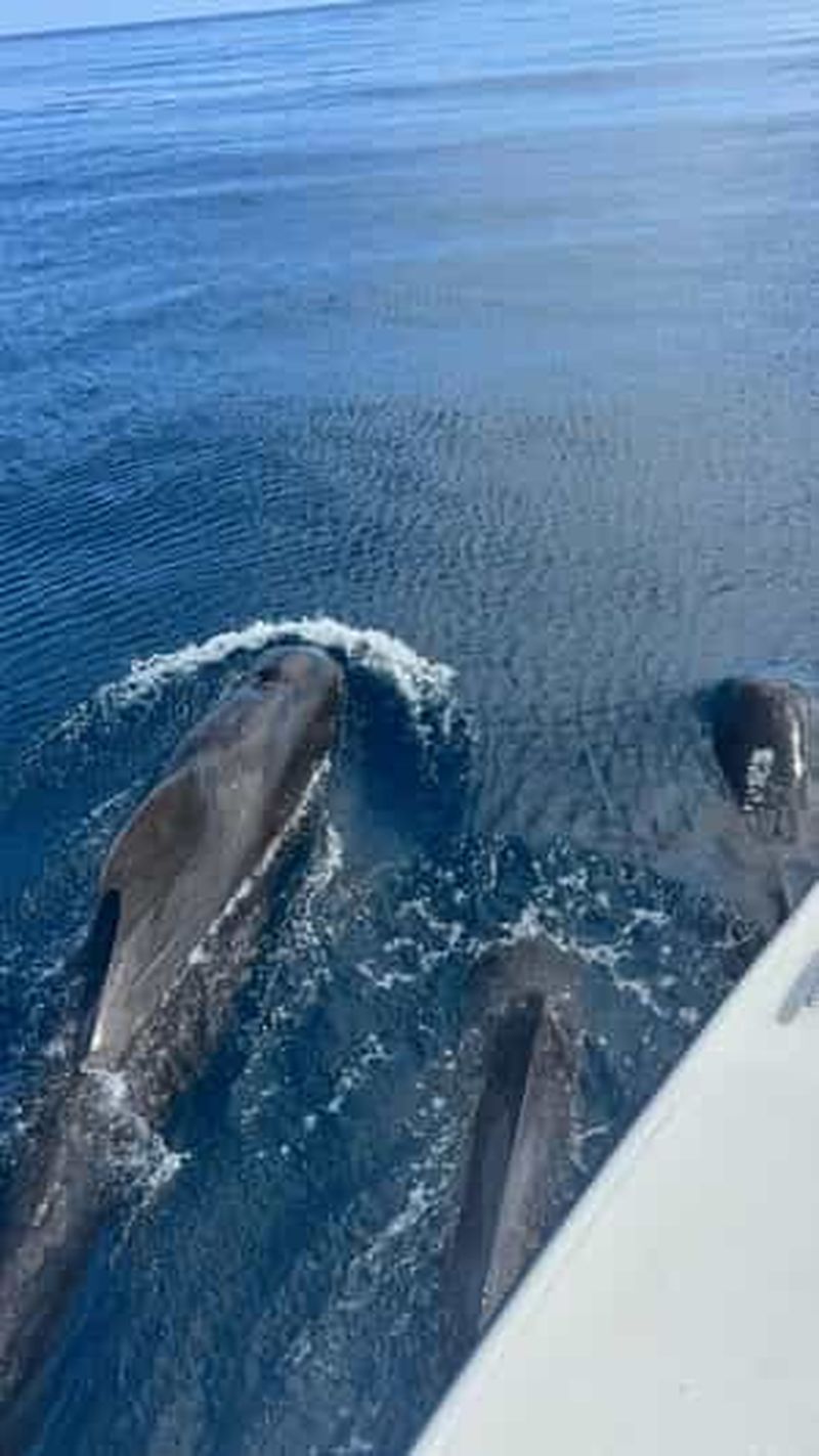 Martinique: Excursion observation de Dauphin et snorkeling avec les tortues