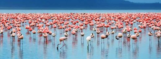 3 jours d'observation des oiseaux au lac Nakuru, au lac Bogoria et au lac Naivasha