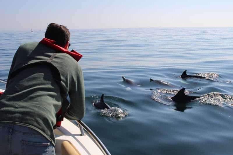 Faro : tour en bateau pour l'observation des dauphins et de la vie marine