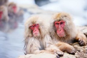 Nagano : visite du sanctuaire Togakushi et du parc des singes des neiges de Jigokudani