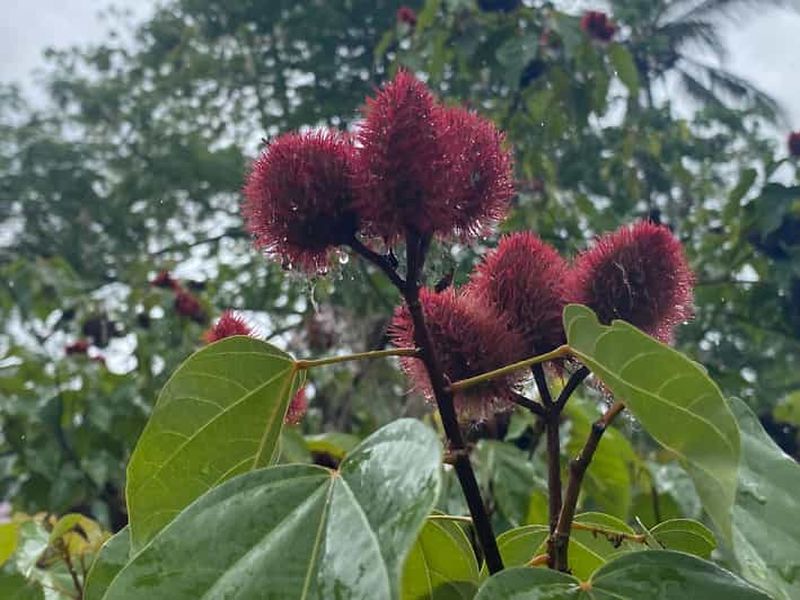 Zanzibar : visite d'une ferme d'épices et de Stone Town avec déjeuner