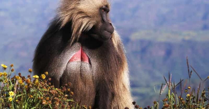 Gondar : Circuit de 3 jours dans les montagnes du Simien et à Gondar