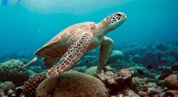 Baignade avec les tortues de mer, grotte de Kuza, plage de Paje, déjeuner au restaurant The Rock