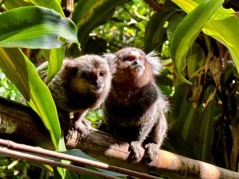 Rio : Randonnée dans la forêt de Tijuca, entre cascades et grottes