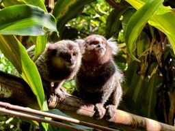 Rio : Randonnée dans la forêt de Tijuca, entre cascades et grottes
