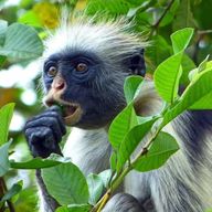 Zanzibar : journée complète dans la forêt de Jozani + ferme d'épices et ville de pierre