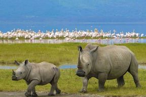 Nairobi : Excursion d'une journée au parc national de Nakuru et au lac Naivasha