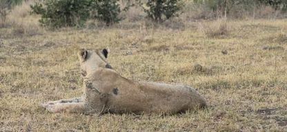 Excursion au parc national Kruger depuis Maputo – Safari Big Five