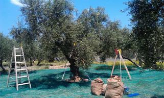 Terra Creta : visite autour de huile d’olive et dégustation