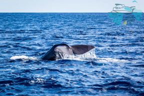 Terceira : Observation des baleines et des dauphins en bateau Zodiac