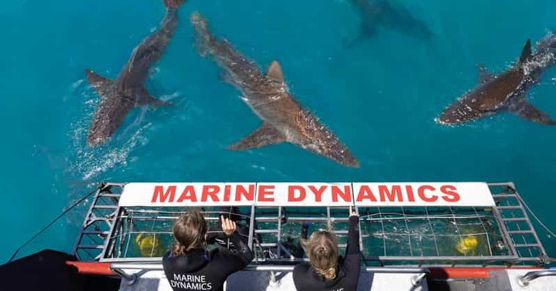 Le Cap : Croisière écologique de plongée dans les cages à requins à Gansbaai