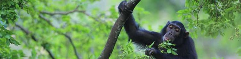Trekking de trois jours à la rencontre des chimpanzés dans le parc national de Mahale