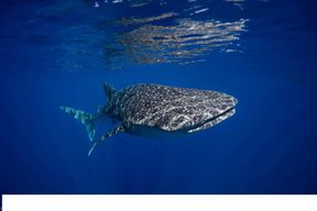 Depuis Nusa Penida : Excursion de plongée à Manta Point et Crystal Bay