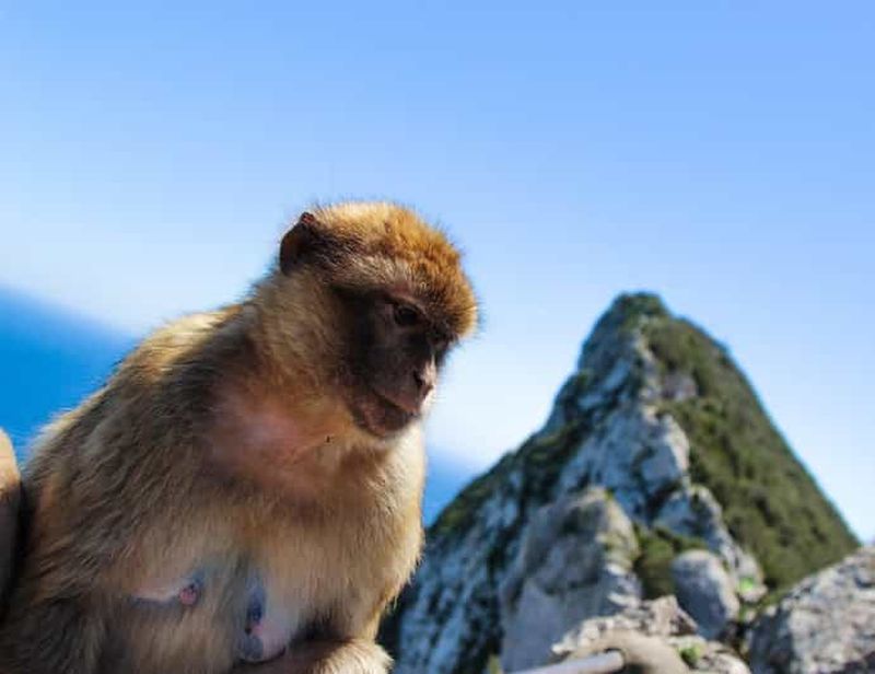 Depuis Malaga : excursion d'une journée à Gibraltar