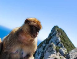 Depuis Malaga : excursion d'une journée à Gibraltar