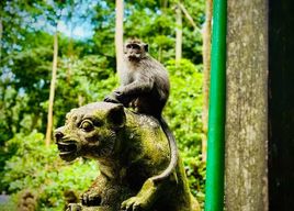 Ubud : Sanctuaire de la forêt sacrée des singes : billet et visite guidée