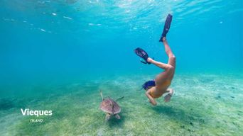Fajardo : sortie en bateau et snorkeling avec des tortues à Vieques