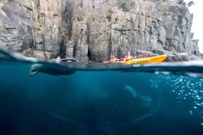 Péninsule de Tasman : excursion d'une journée en kayak de mer