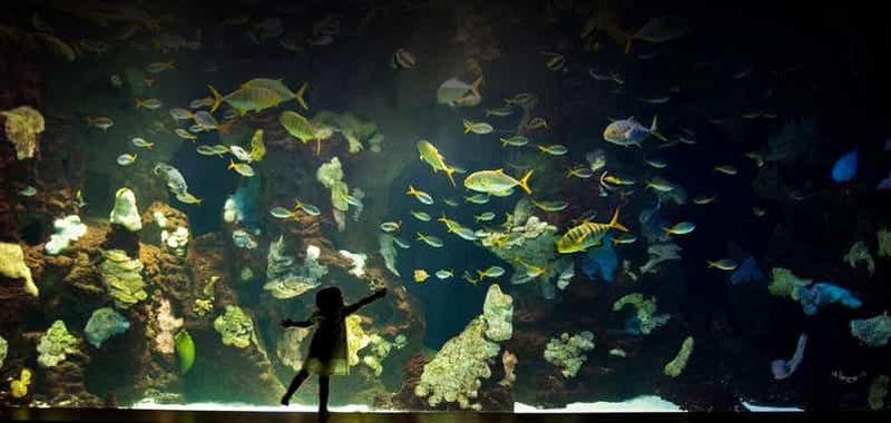 Visite à pied de Saint-Sébastien et aquarium