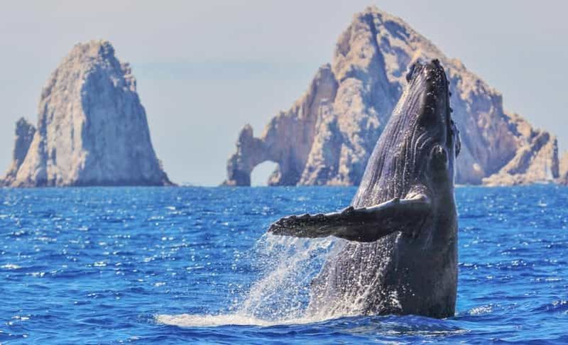 Observation des baleines, Arco de Cabo San Lucas et descente à Playa del Amor