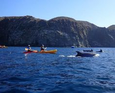 Tenerife : safari en kayak avec plongée avec tuba et collation