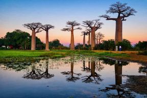 Découverte de Madagascar en 6 jours : faune, lémuriens et avenue des Baobabs