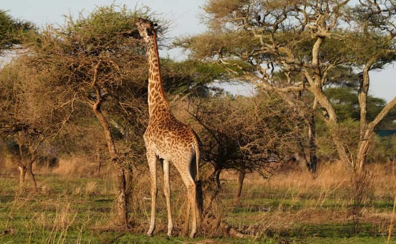4 jours de safari en camping pour le groupe Tarangire, Serengeti, Ngorongoro