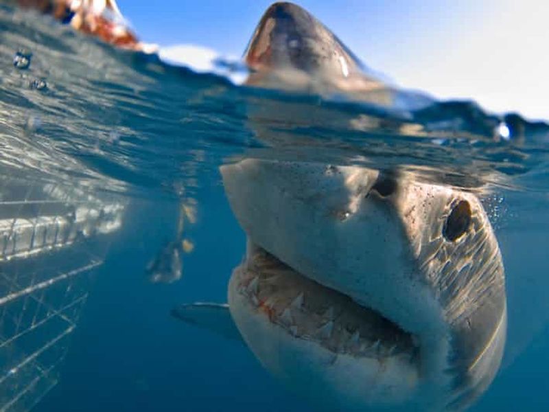 Plongée en cage avec le grand requin blanc : Le Cap 6 heures
