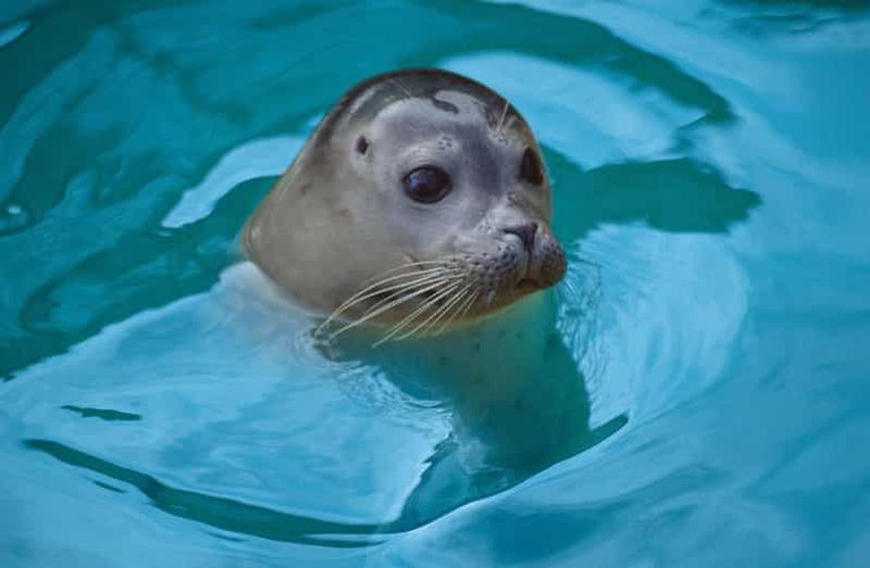 Blankenberge : Billet d'entrée SEA LIFE