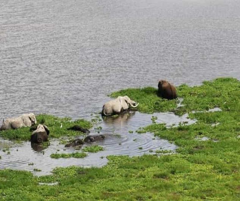 Nairobi : 6 jours de safari aux lacs de la vallée du Rift et au Masai Mara