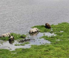 Nairobi : 6 jours de safari aux lacs de la vallée du Rift et au Masai Mara