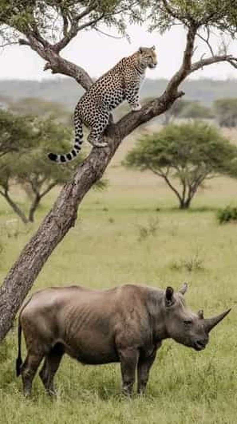 Depuis Nairobi : visite de 3 jours du parc national de Sibiloi et de Koobi Fora